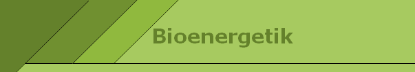 Bioenergetik